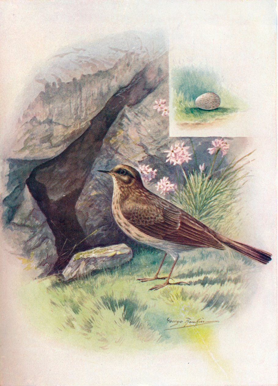 Pipita-de-rocha - Anthus obscurus, c1910, 1910 de George James Rankin