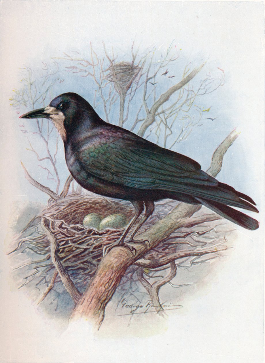 Torre - Corvus frugilegus, c1910, 1910 de George James Rankin
