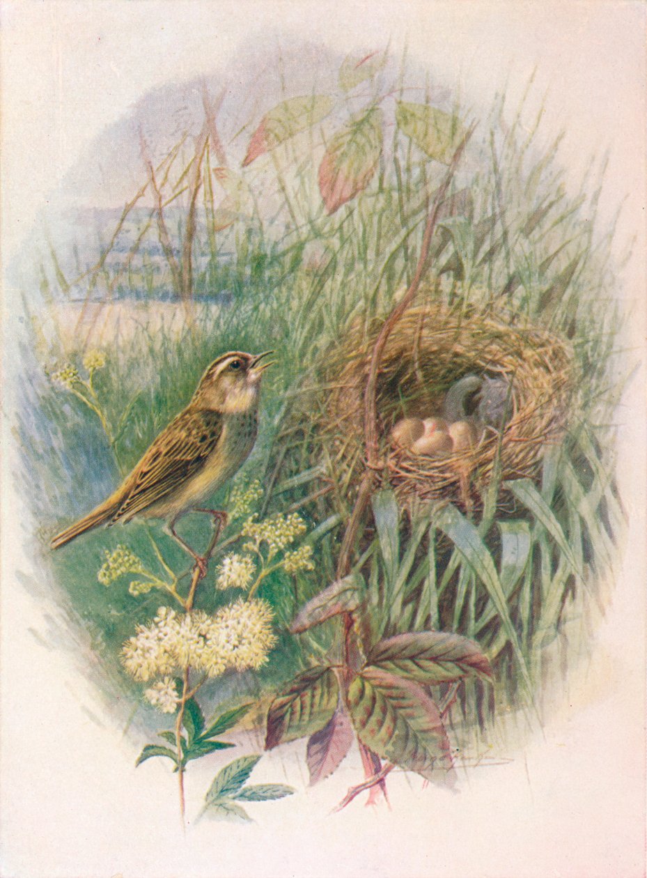 Toutinegra-de-bico-vermelho - Acrocephalus phragmitis, c1910, 1910 de George James Rankin