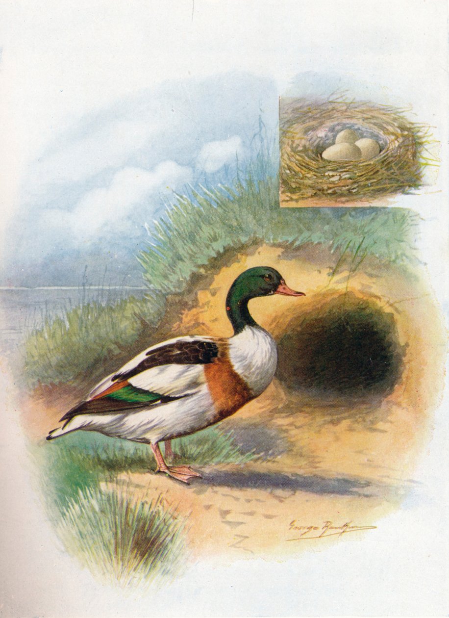 Pato Sheld ou Sheldrake - Tadorna cornuta, c1910, 1910 de George James Rankin