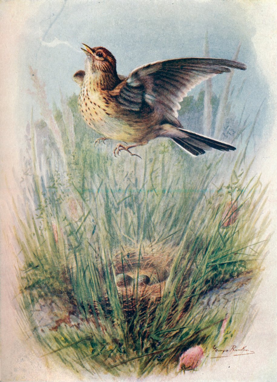 Skylark - Alauda arvensis, c1910, 1910 de George James Rankin