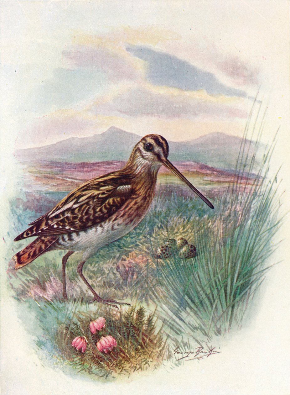 Snipe - o Woodcock Céu, c1910 de 1910 de George James Rankin