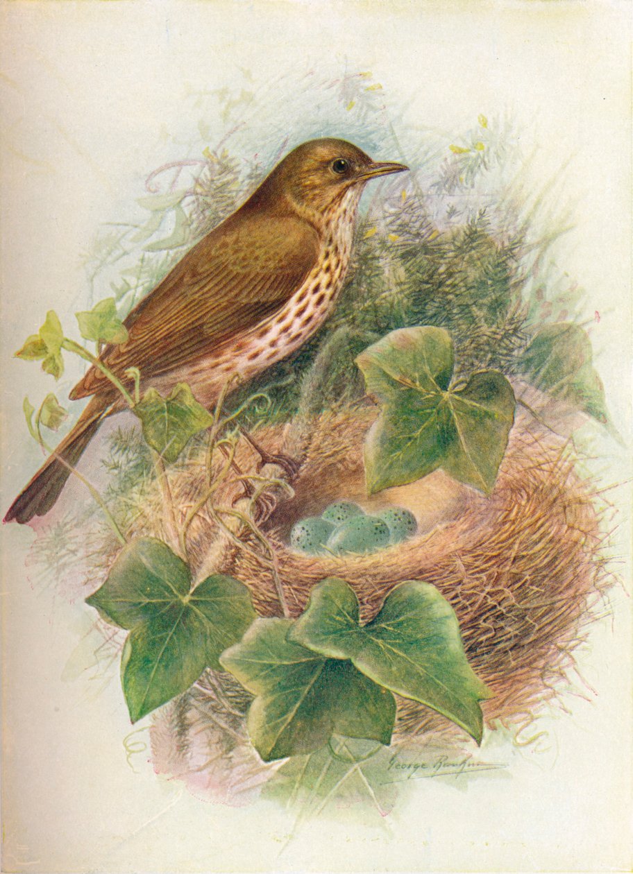 Song-Thrush ou Mavis - Turdus musicus, c1910, 1910 de George James Rankin