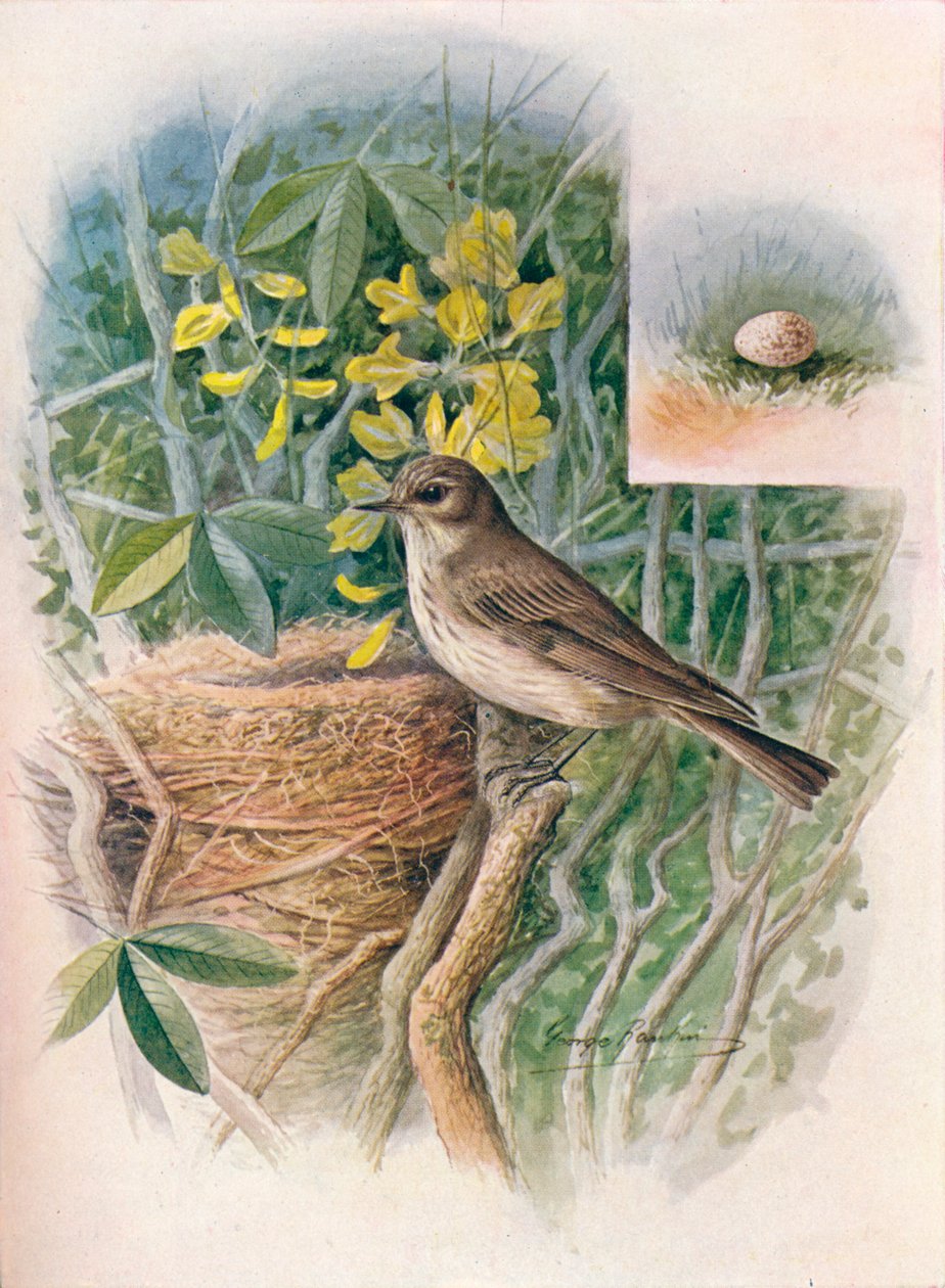Apanhador-mosca-manchado - Muscicapa grisola, c1910, 1910 de George James Rankin