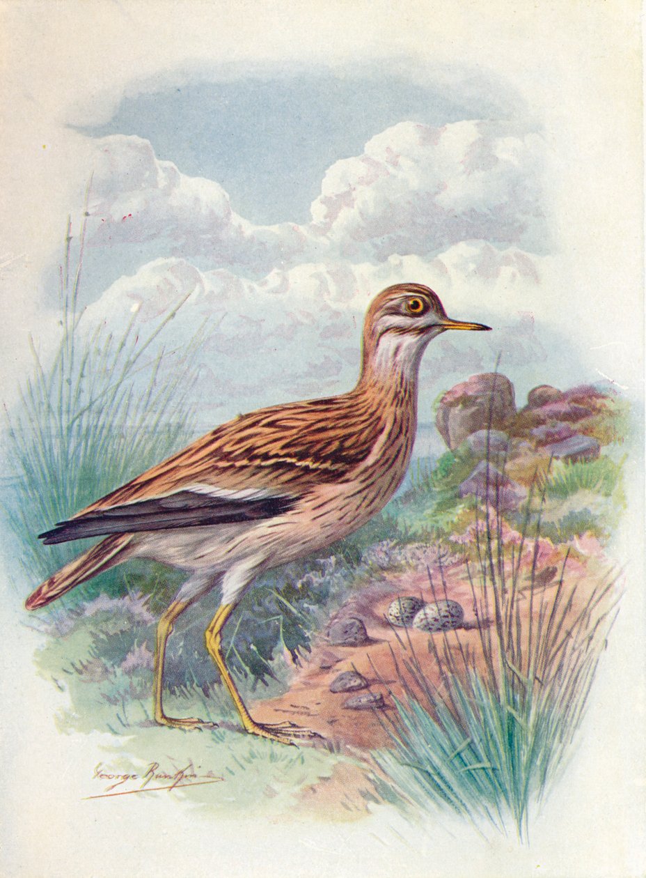 Maçarico-de-pedra, tarambola-de-norfolk ou joelho-grosso - OEdicnemus scolopax, c1910, 1910 de George James Rankin
