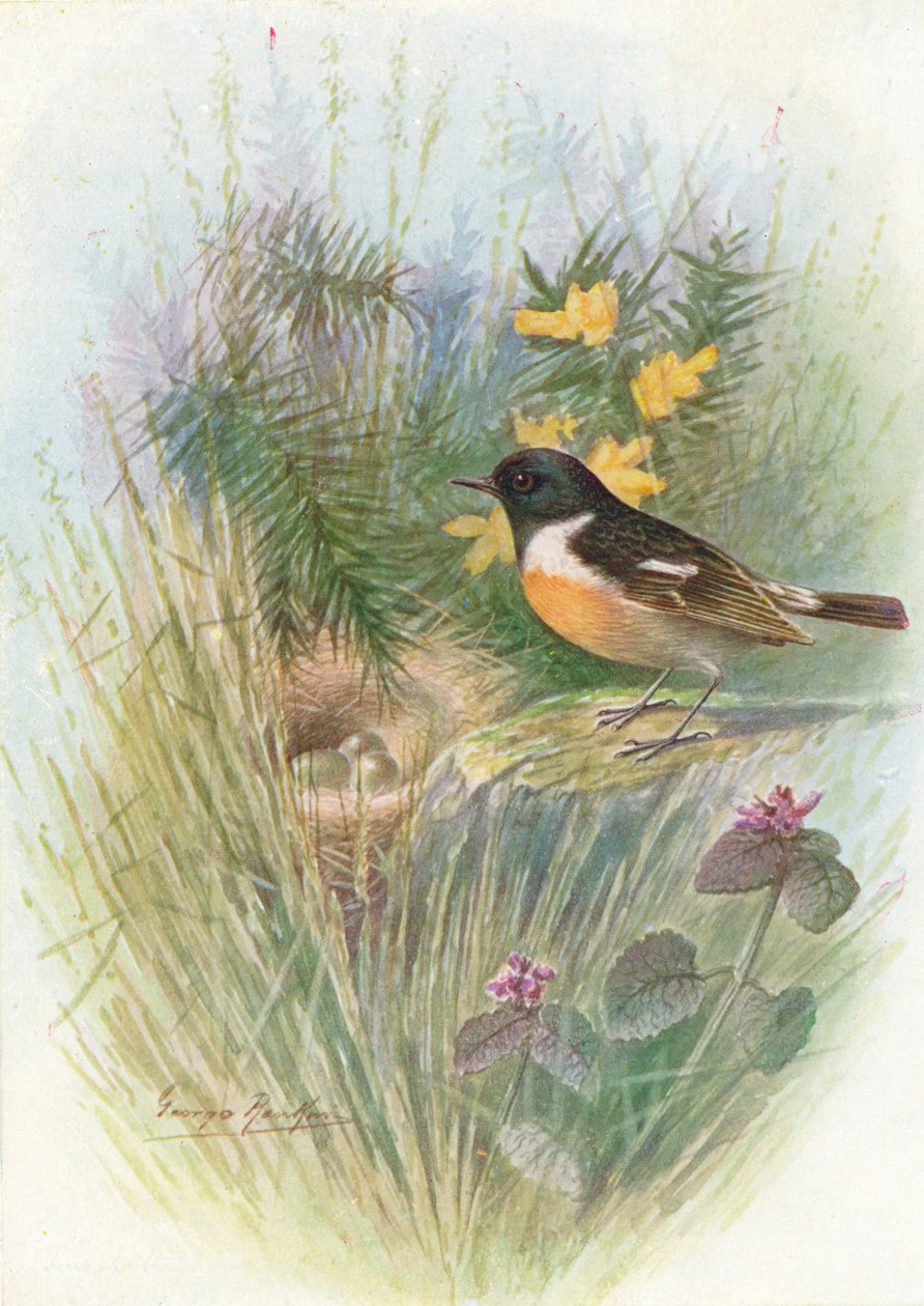 Stonechat - Pratincola rubicola, c1910, 1910 de George James Rankin