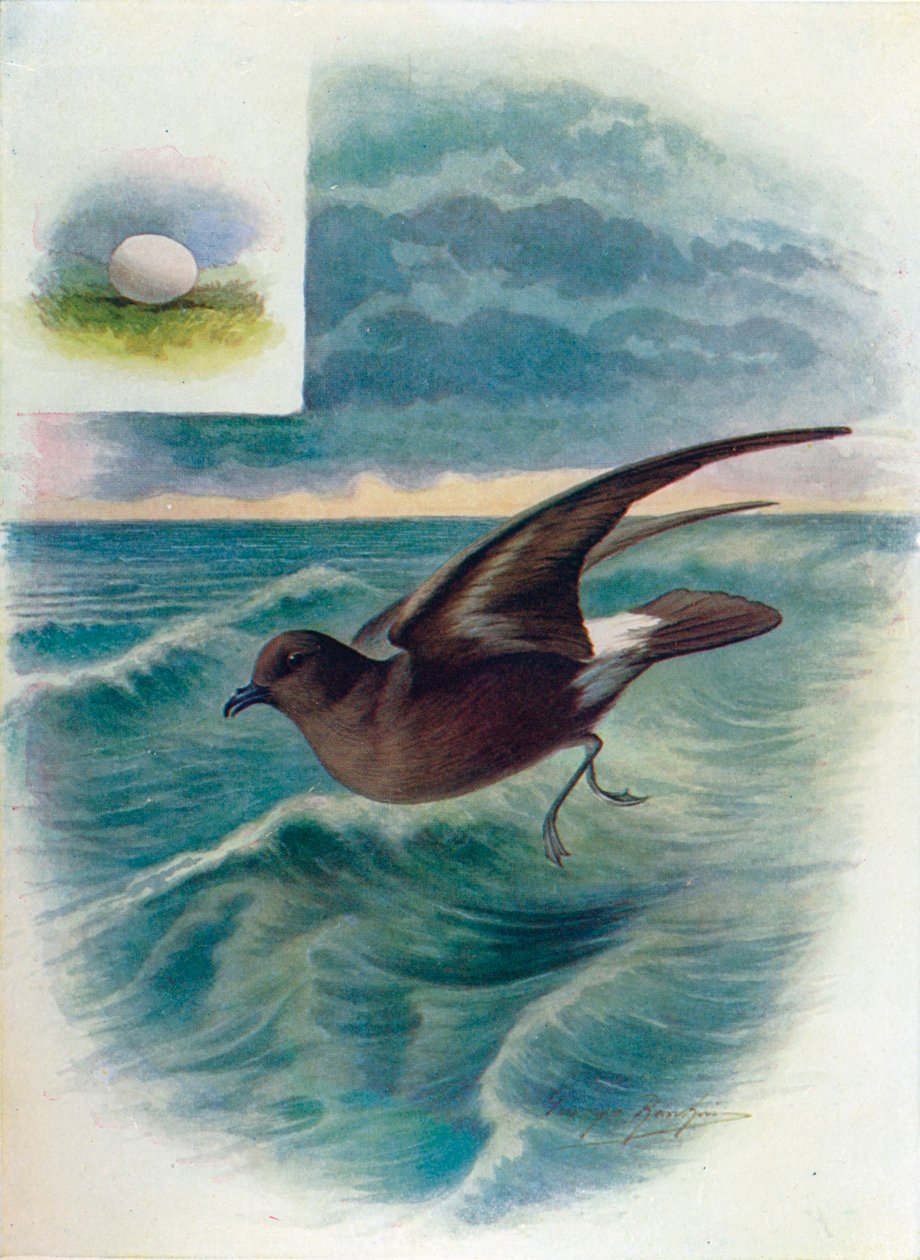 Petrel de tempestade - Procellaria pelagica, c1910, 1910 de George James Rankin