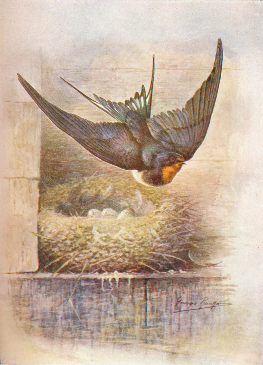 Andorinha - Hirundo rustica, c1910, 1910 de George James Rankin