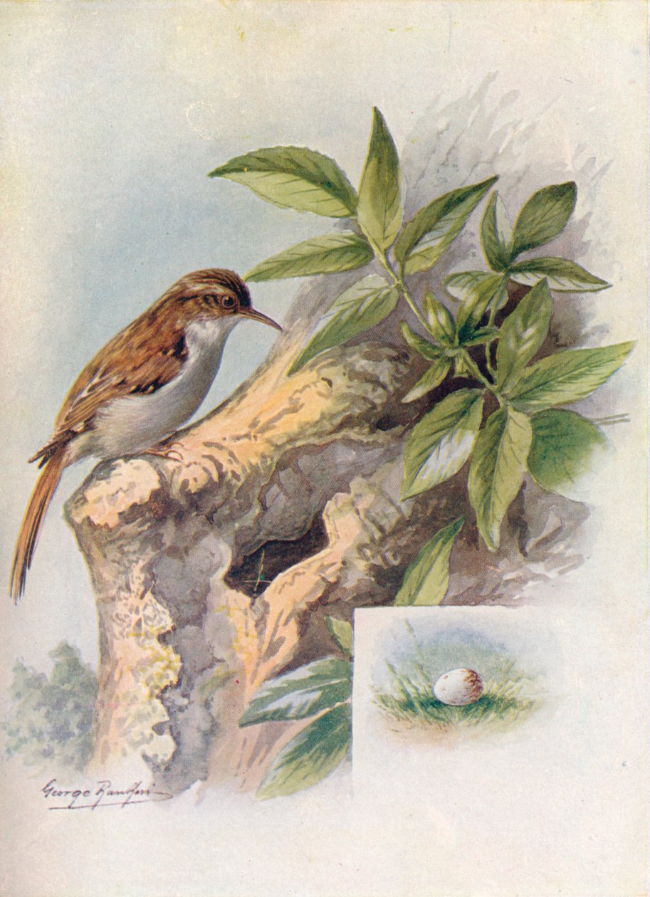 Trepadeira-de-árvore-Certhia familiaris, c1910, 1910 de George James Rankin