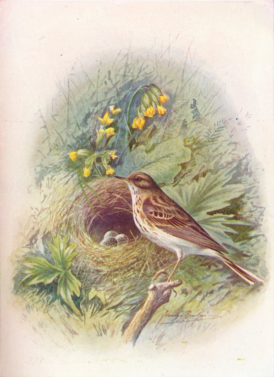 Arara-azul - Anthus trivialis, c1910, 1910 de George James Rankin