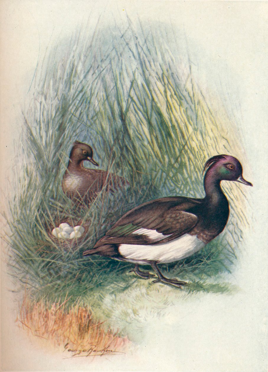 Pato-pelado - Fuligula cristata, c1910, 1910 de George James Rankin