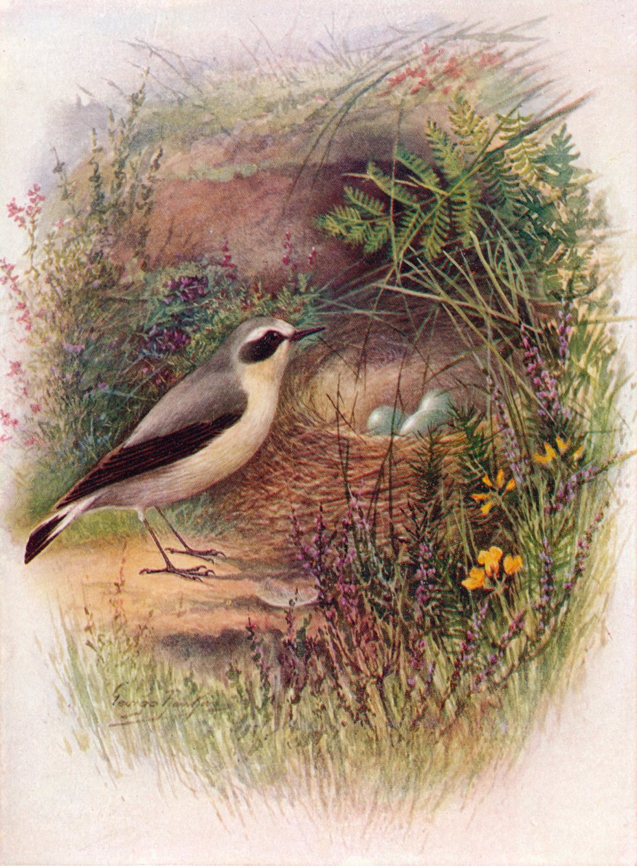Wheatear - Saxicola oenanthe, c1910, 1910 de George James Rankin