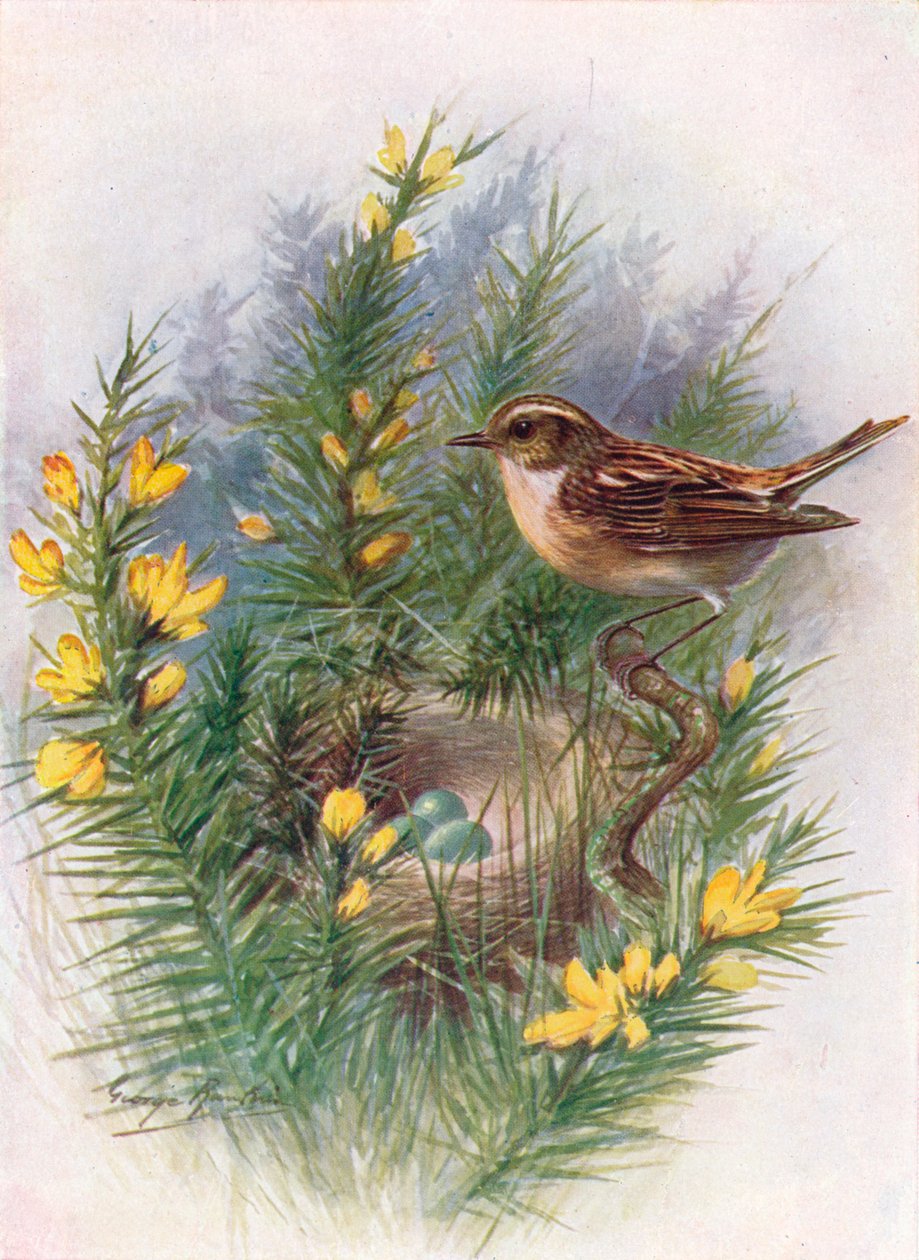 Whinchat - Pratincola rubetra, c1910, 1910 de George James Rankin
