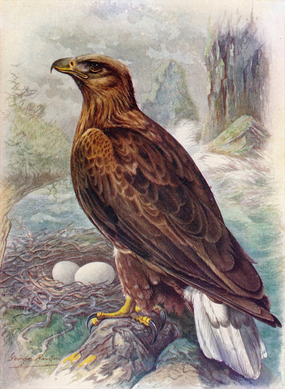 Haliaetus albicilla, c1910, 1910 de George James Rankin