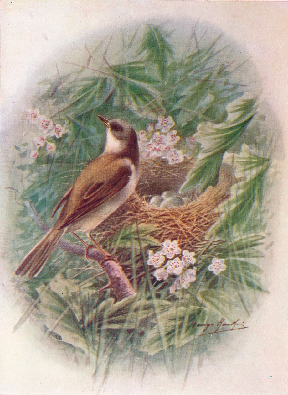 Whitethroat - Sylvia cinerea, c1910, 1910 de George James Rankin