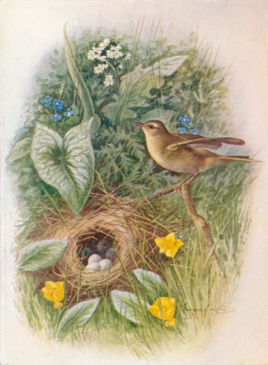 Salgueiro-Wren - Phylloscopus trochilus, c1910, 1910 de George James Rankin