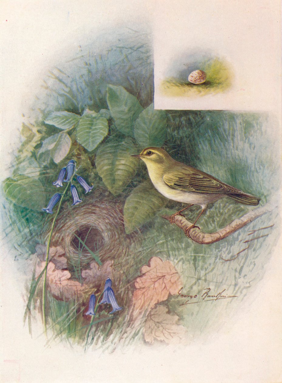 Carriça-de-madeira - Phylloscopus sibilatrix, c1910, 1910 de George James Rankin