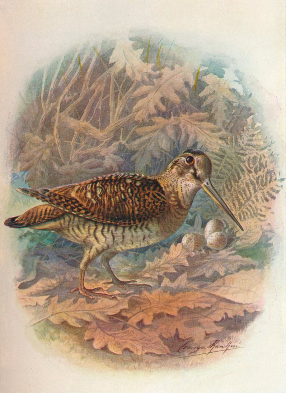 Galinhola - Scolopax rusticula, c1910, 1910 de George James Rankin