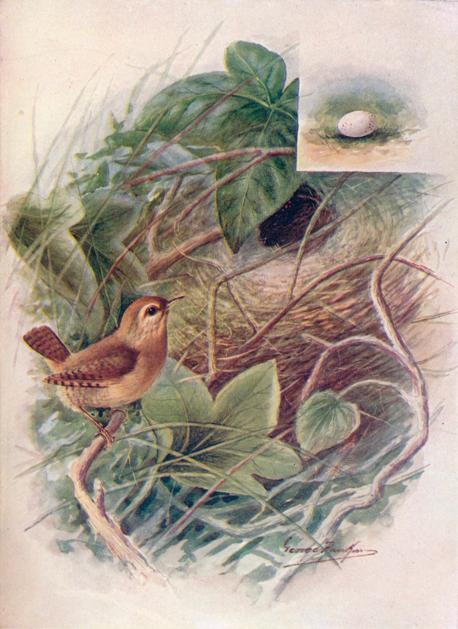 Wren - TROGLODYTES é pequeno, c1910 de 1910 de George James Rankin