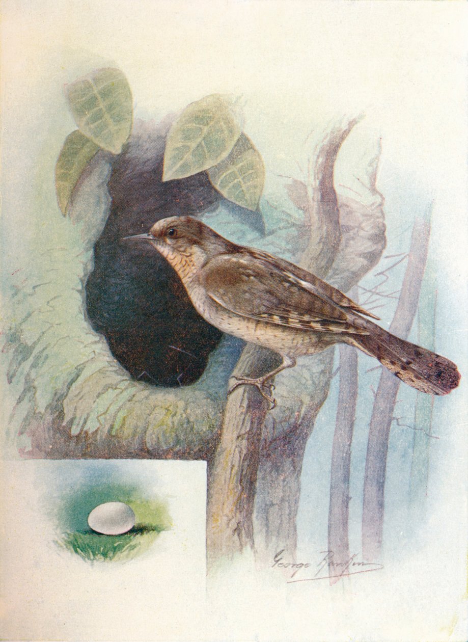 Wryneck - Iynx torquilla, c1910, 1910 de George James Rankin