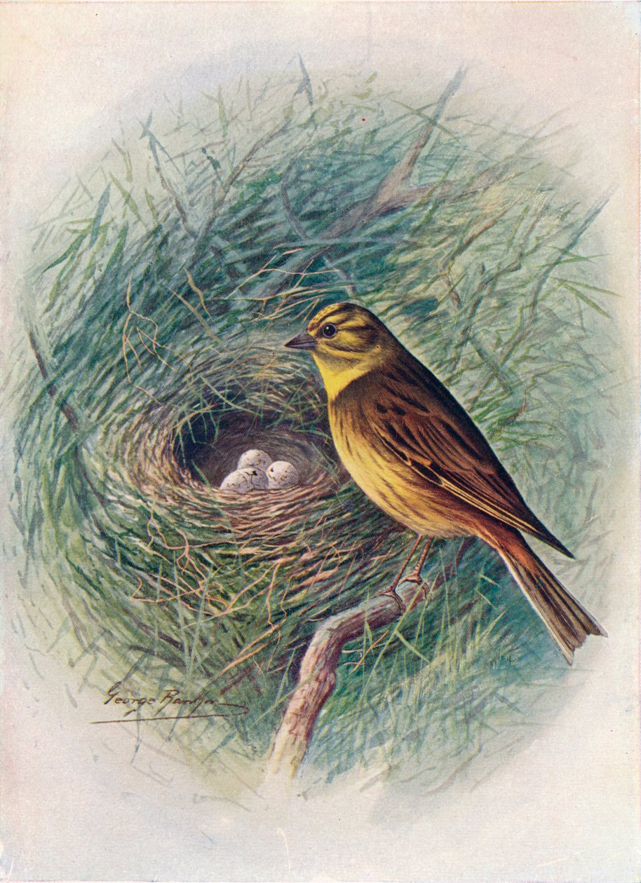 Martelo-amarelo ou estamenha-amarela - Emberiza citrinella, c1910, 1910 de George James Rankin