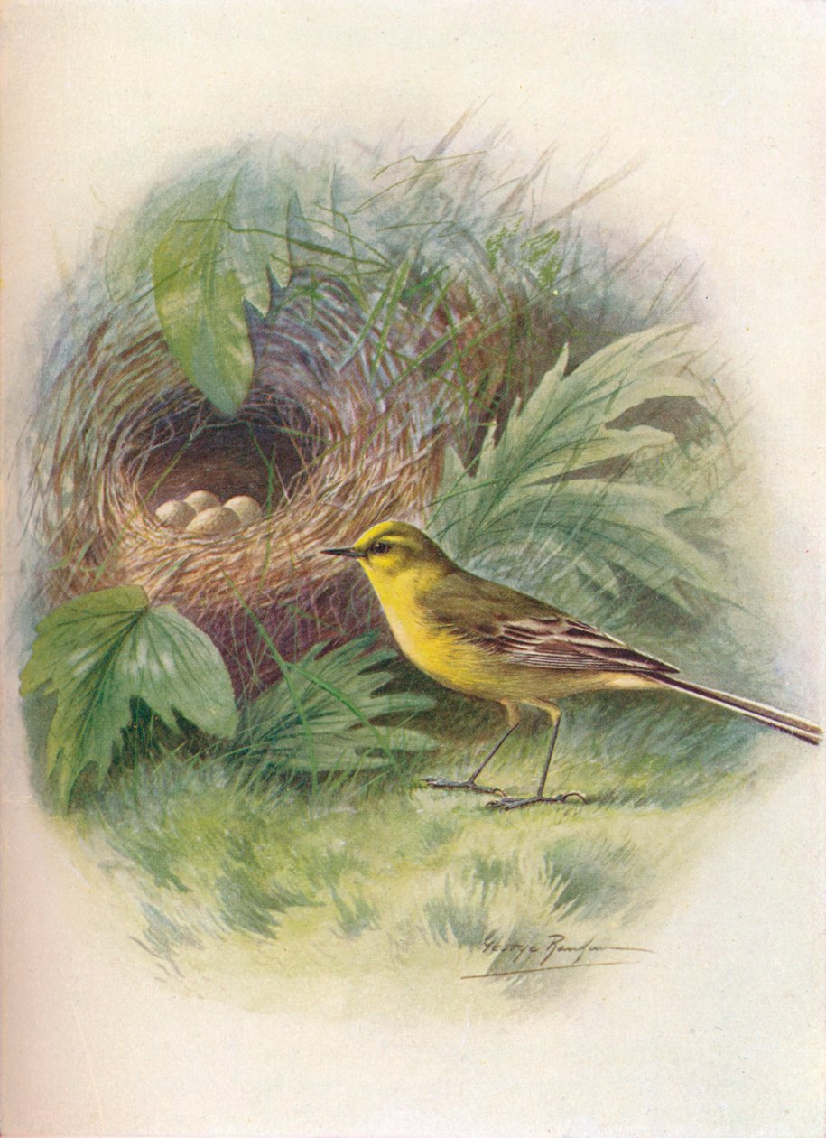 Alvéola-amarela - Motacilla raii, c1910, 1910 de George James Rankin
