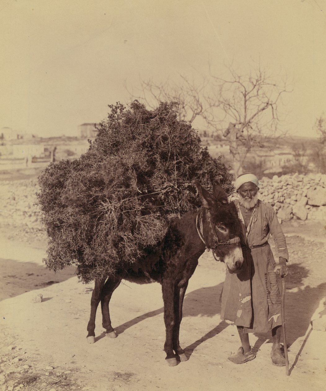 Burro carregando carga de raízes e galhos para combustível, Palestina, c.1900 (foto)) de Bartolome Esteban and studio Murillo