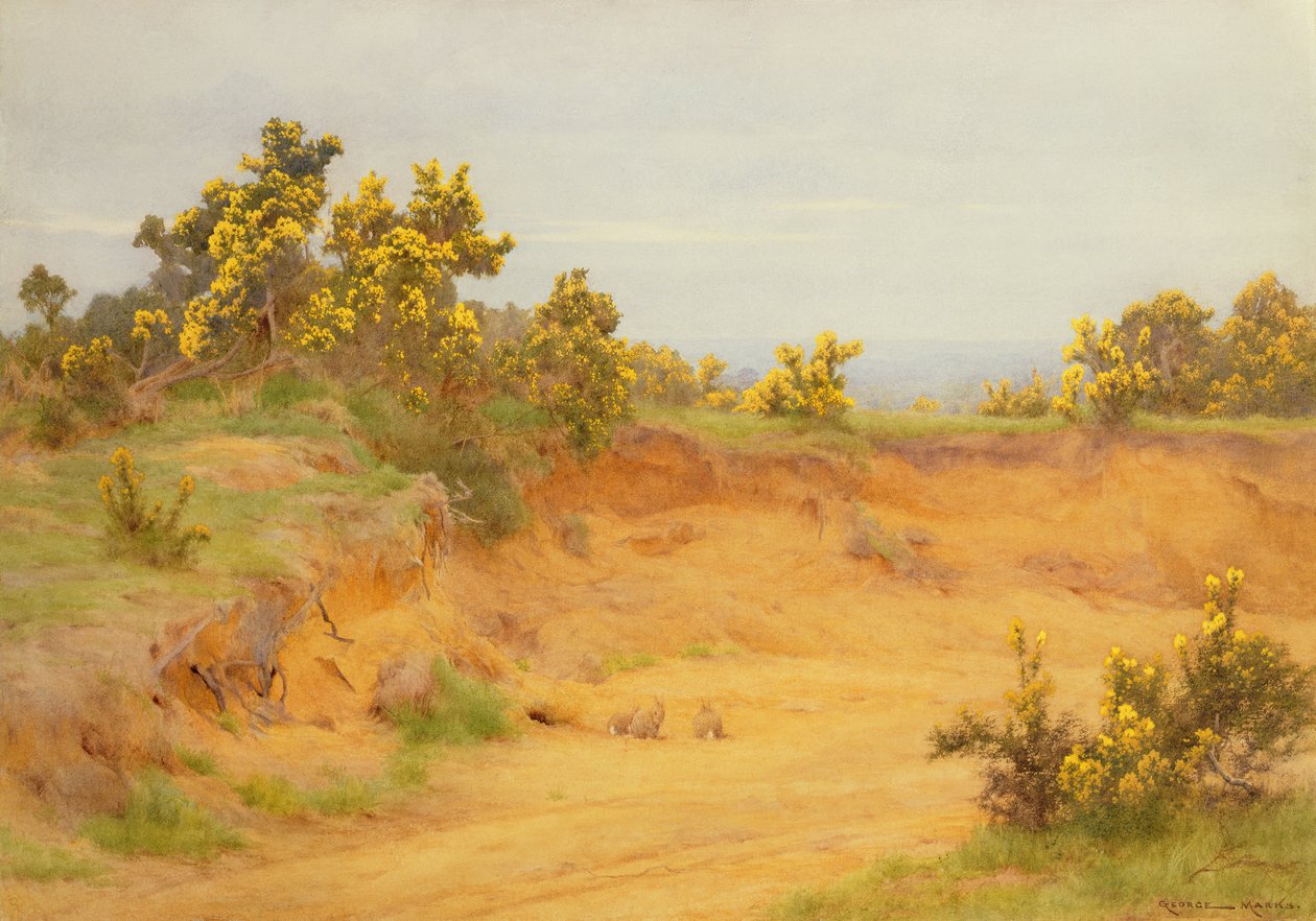 O Coelho Warren, Shere, Surrey de George Marks