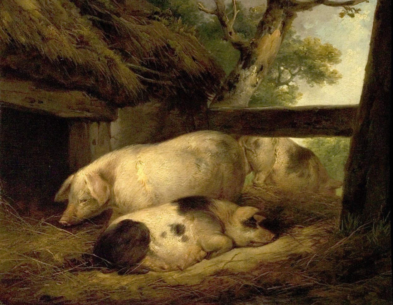 Estudo de Porcos de George Morland
