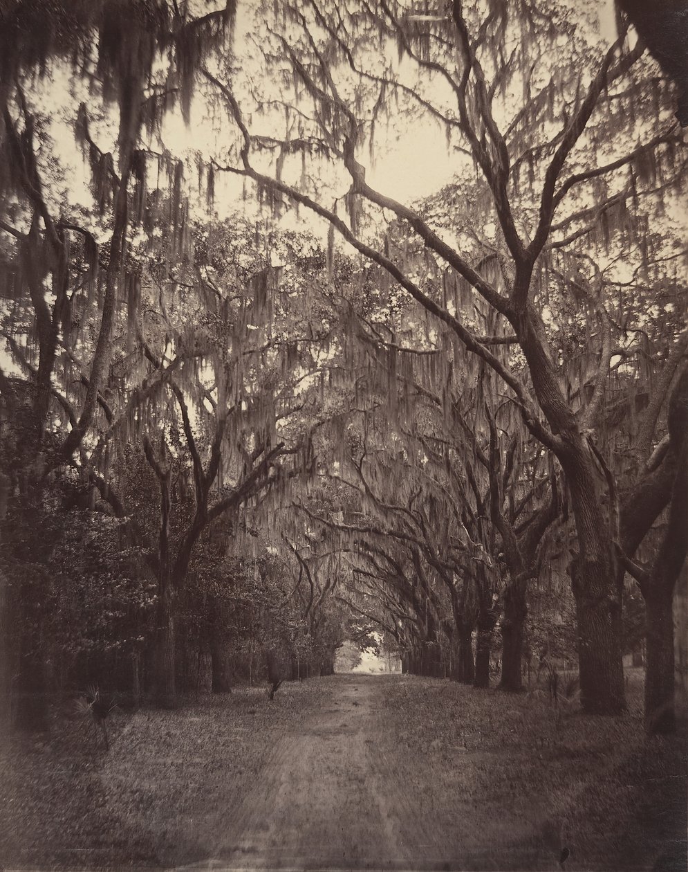 Cemitério Bonaventure, Quatro Milhas de Savannah, 1866. de George N. Barnard
