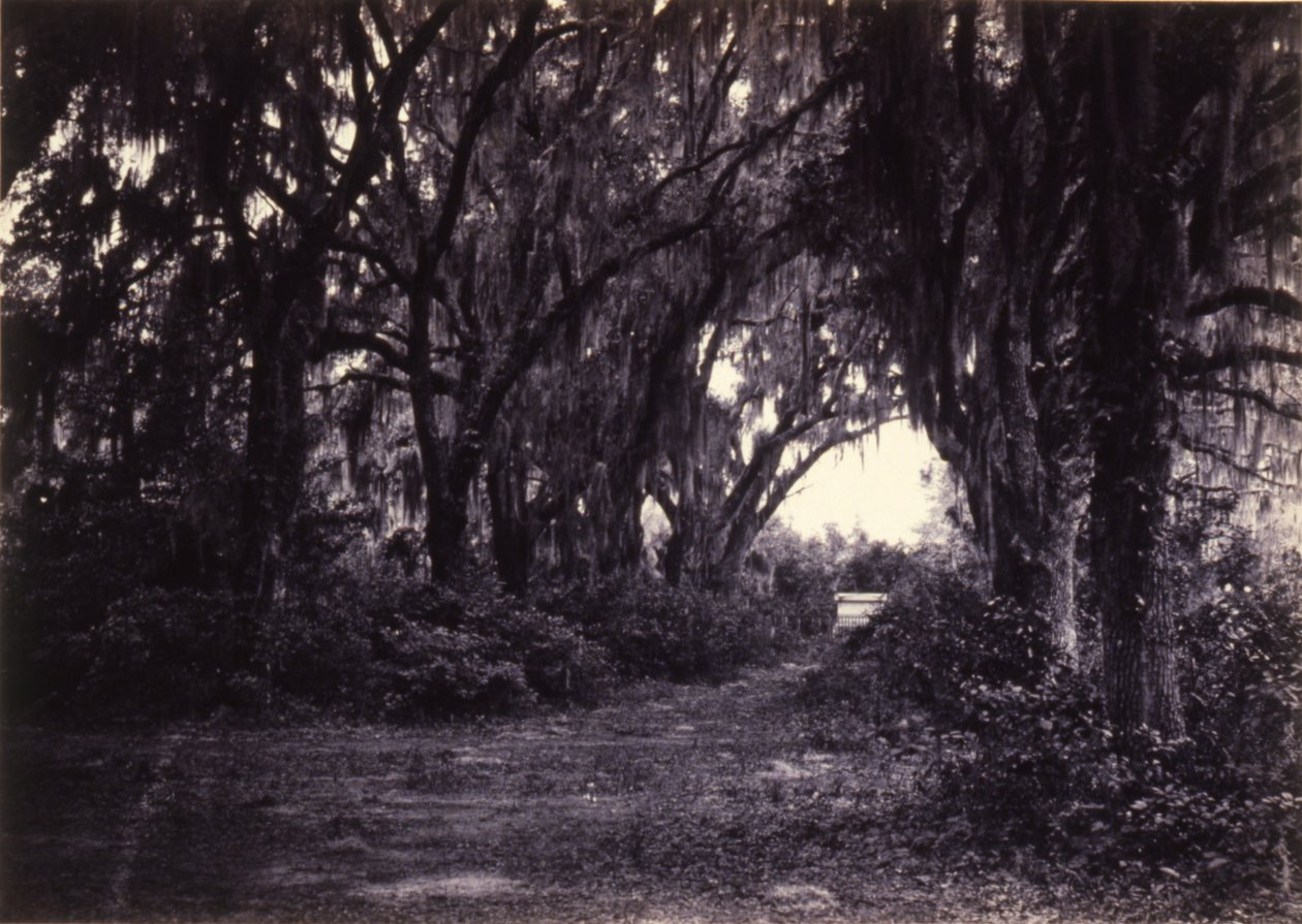 Bonaventure, Savannah, Geórgia de George N. Barnard