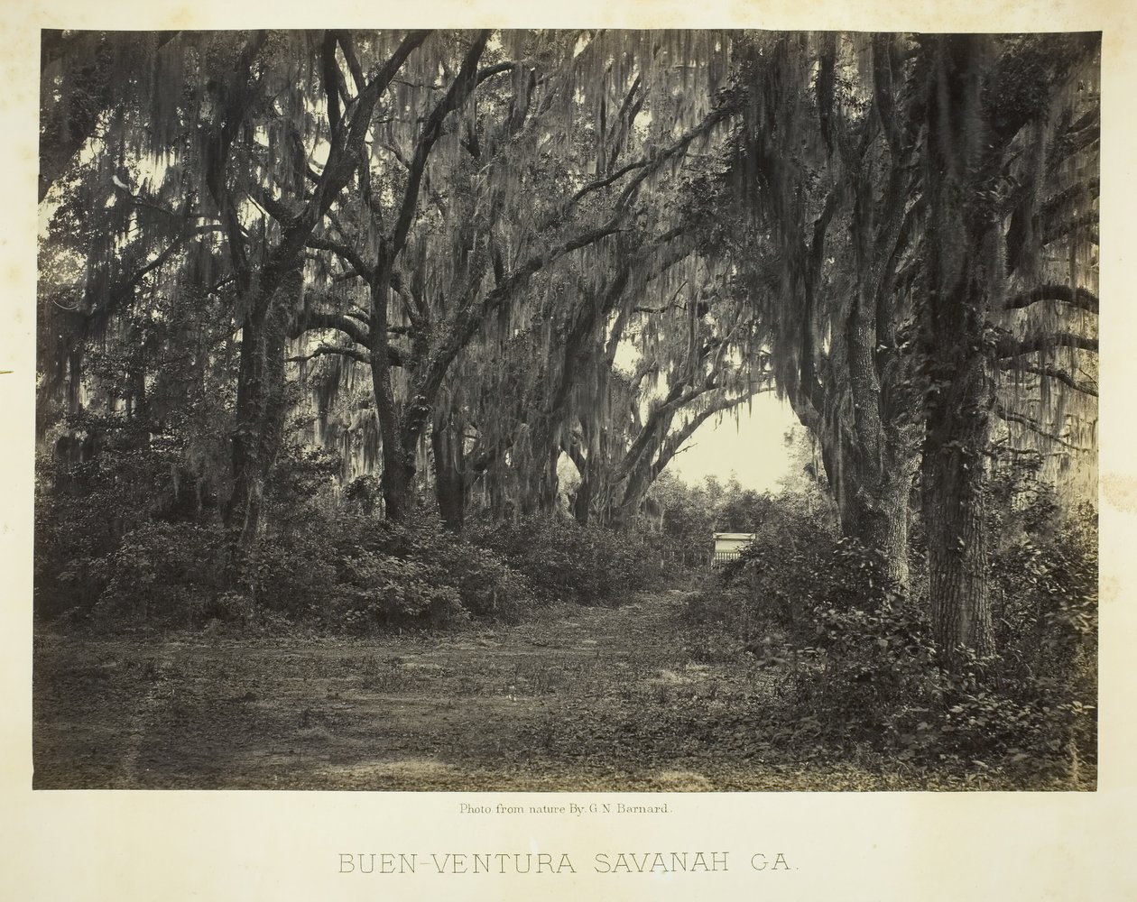 Floresta. de George N. Barnard
