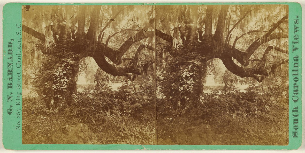 [Live Oaks, Cemitério da Magnólia] de George N. Barnard