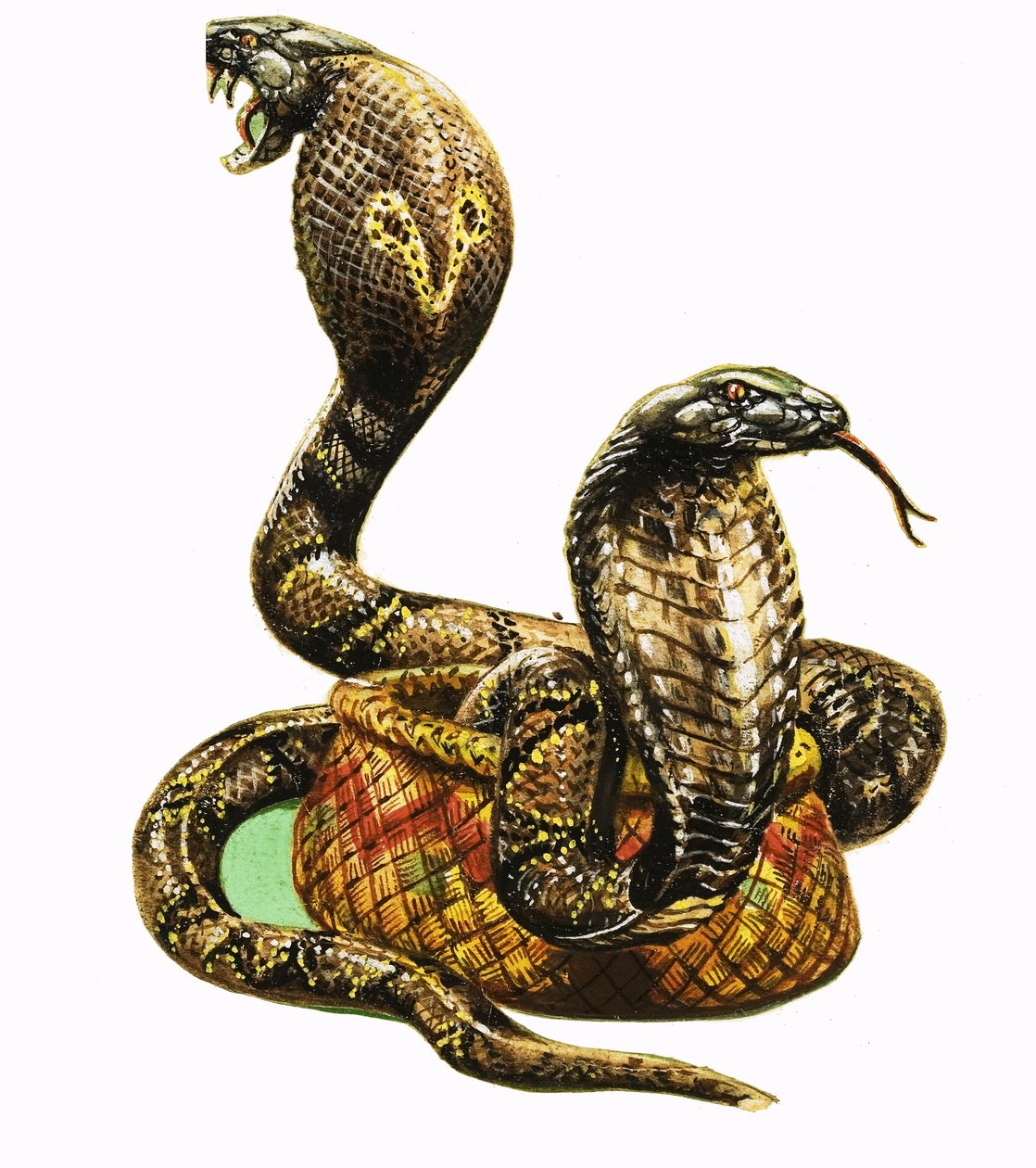 Cobras Rei de George R. Radcliffe