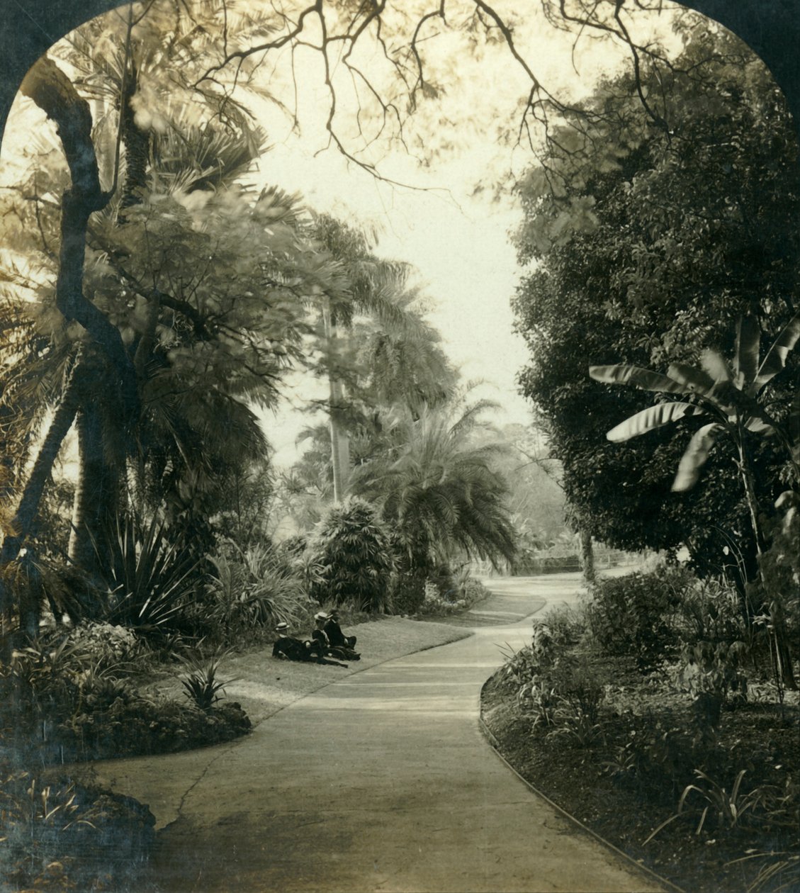 Caminho no Queens Park, Brisbane, Austrália, c1909. de George Rose