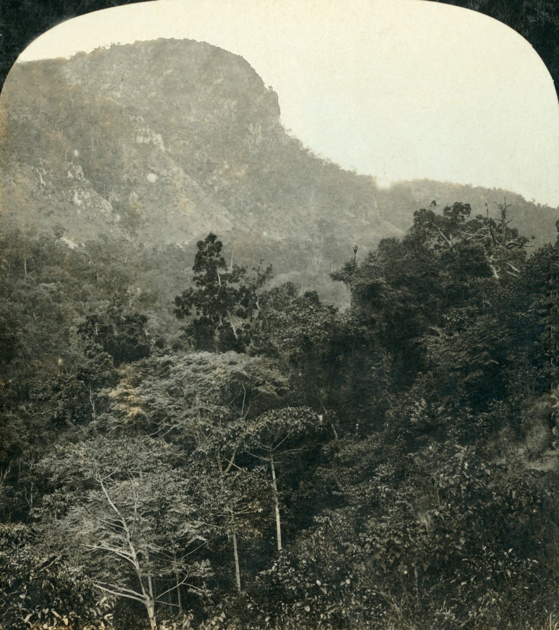 Vegetação tropical no Barron River Gorge, ... Cairns, Queensland, Austrália, c1909. de George Rose