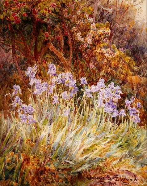 Íris Azul Pálido, Florença de George Samuel Elgood