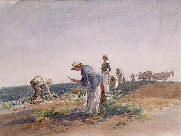 A cultura do nabo (aguarela e guache) de George Soper