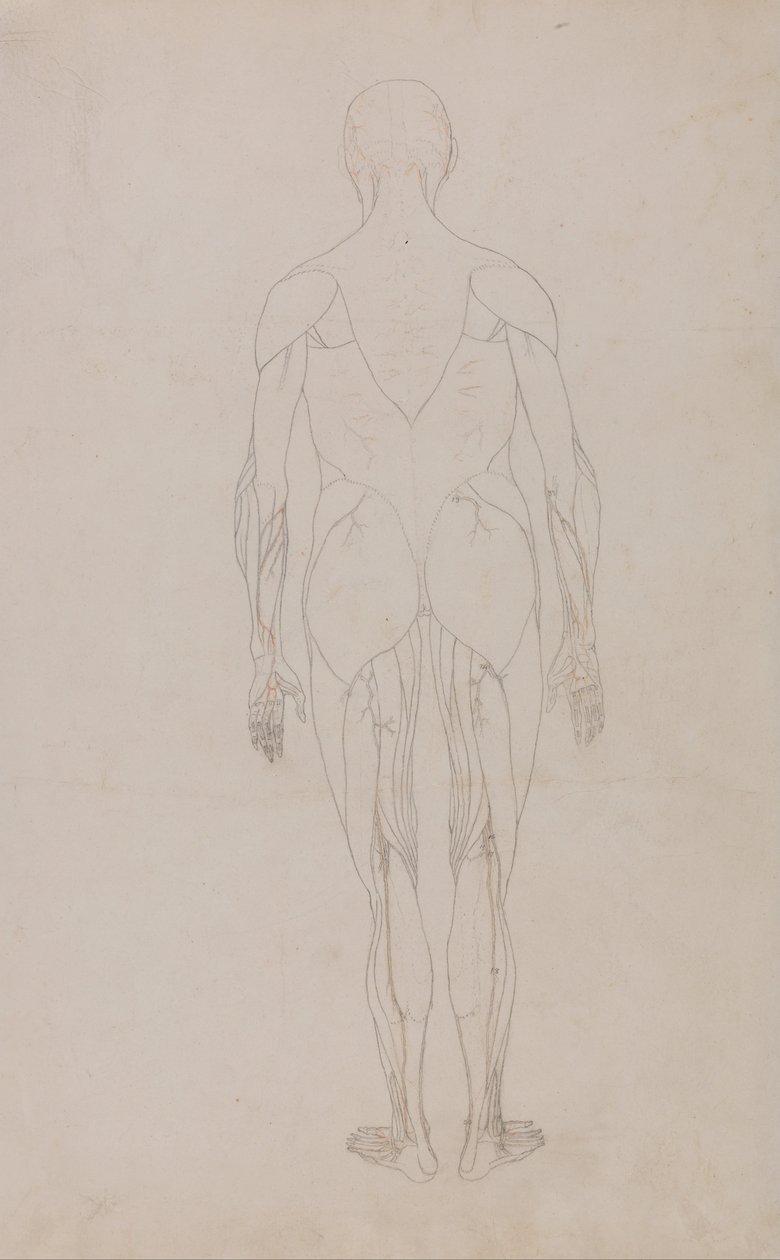Uma exposição anatómica comparativa da estrutura do corpo humano com a de um tigre e de uma ave comum: Figura humana, vista posterior (Estudo adicional para a Tabela XII) de George Stubbs