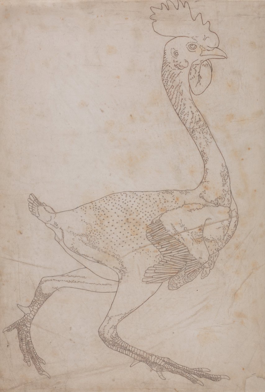 Uma exposição anatómica comparativa da estrutura do corpo humano com a de um tigre e de uma galinha comum: Corpo de galinha, vista lateral (provavelmente preparado para ser transferido para a placa para gravar a figura-chave da Tabela X) de George Stubbs
