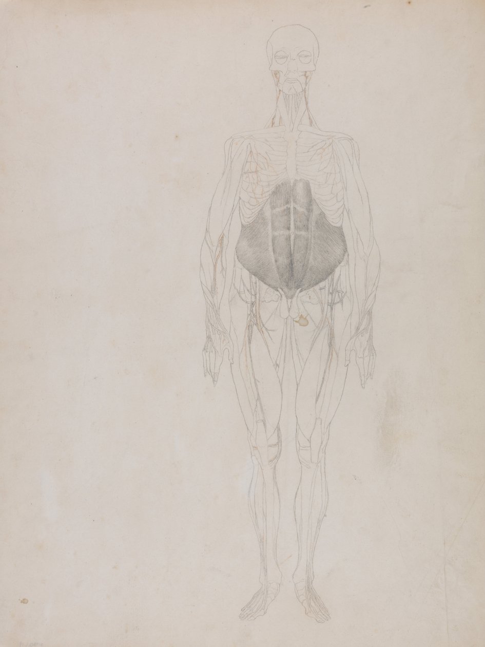 Uma exposição anatómica comparativa da estrutura do corpo humano com a de um tigre e de uma ave comum: Figura humana, vista anterior (em grande parte em contorno) de George Stubbs