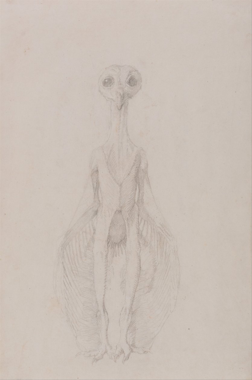 Uma exposição anatómica comparativa da estrutura do corpo humano com a de um tigre e de uma ave comum: Coruja em pé, vista anterior de George Stubbs