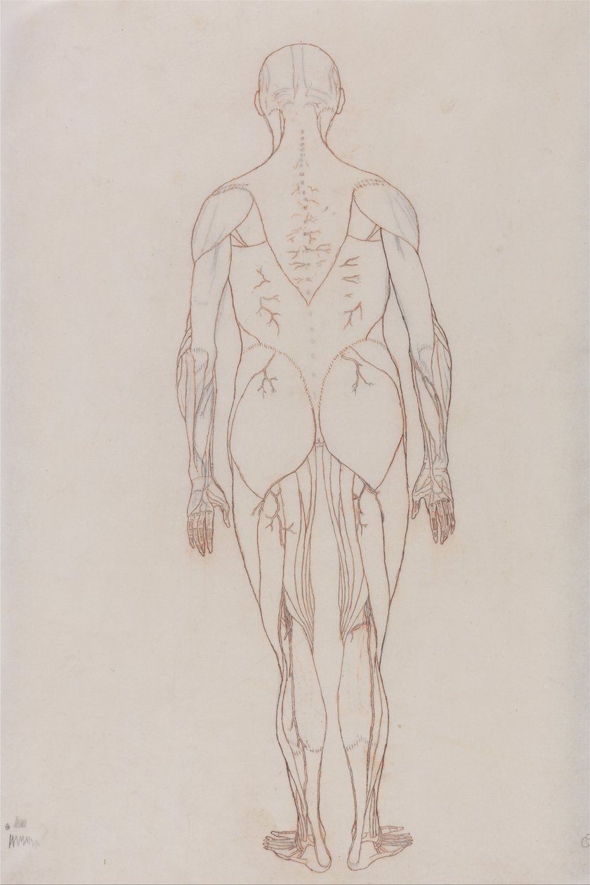 Uma exposição anatómica comparativa da estrutura do corpo humano com a de um tigre e de uma ave comum: Figura Humana, Vista Posterior (Desenho Esquemático para a Figura Chave da Tabela XII) de George Stubbs