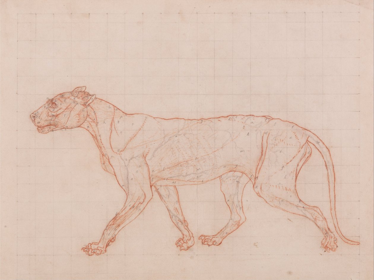 Uma exposição anatómica comparativa da estrutura do corpo humano com a de um tigre e de uma ave comum:  Corpo do Tigre, Vista Lateral de George Stubbs