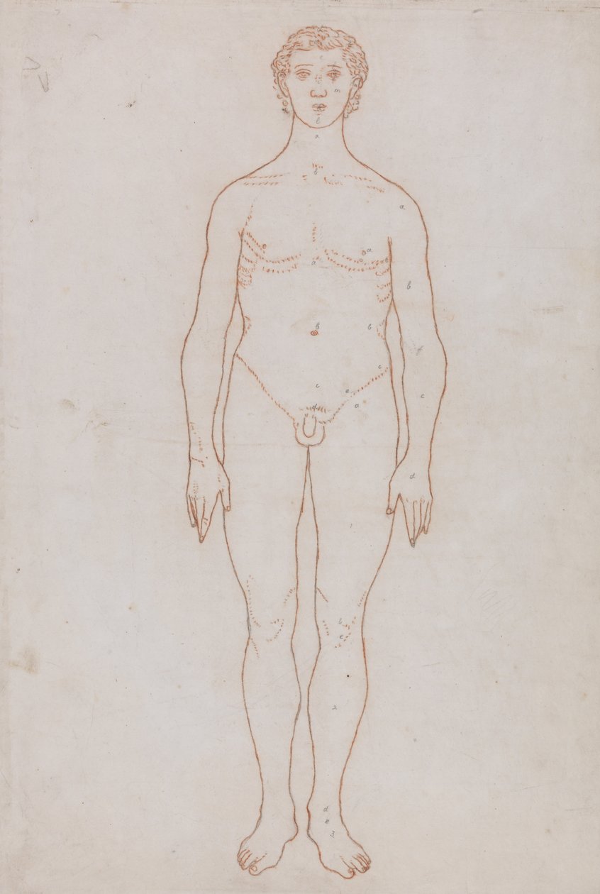 Uma exposição anatómica comparativa da estrutura do corpo humano com a de um tigre e de uma ave comum: Estudo da Figura Humana, Vista Anterior (Desenho Esquemático para a Tabela VI) de George Stubbs