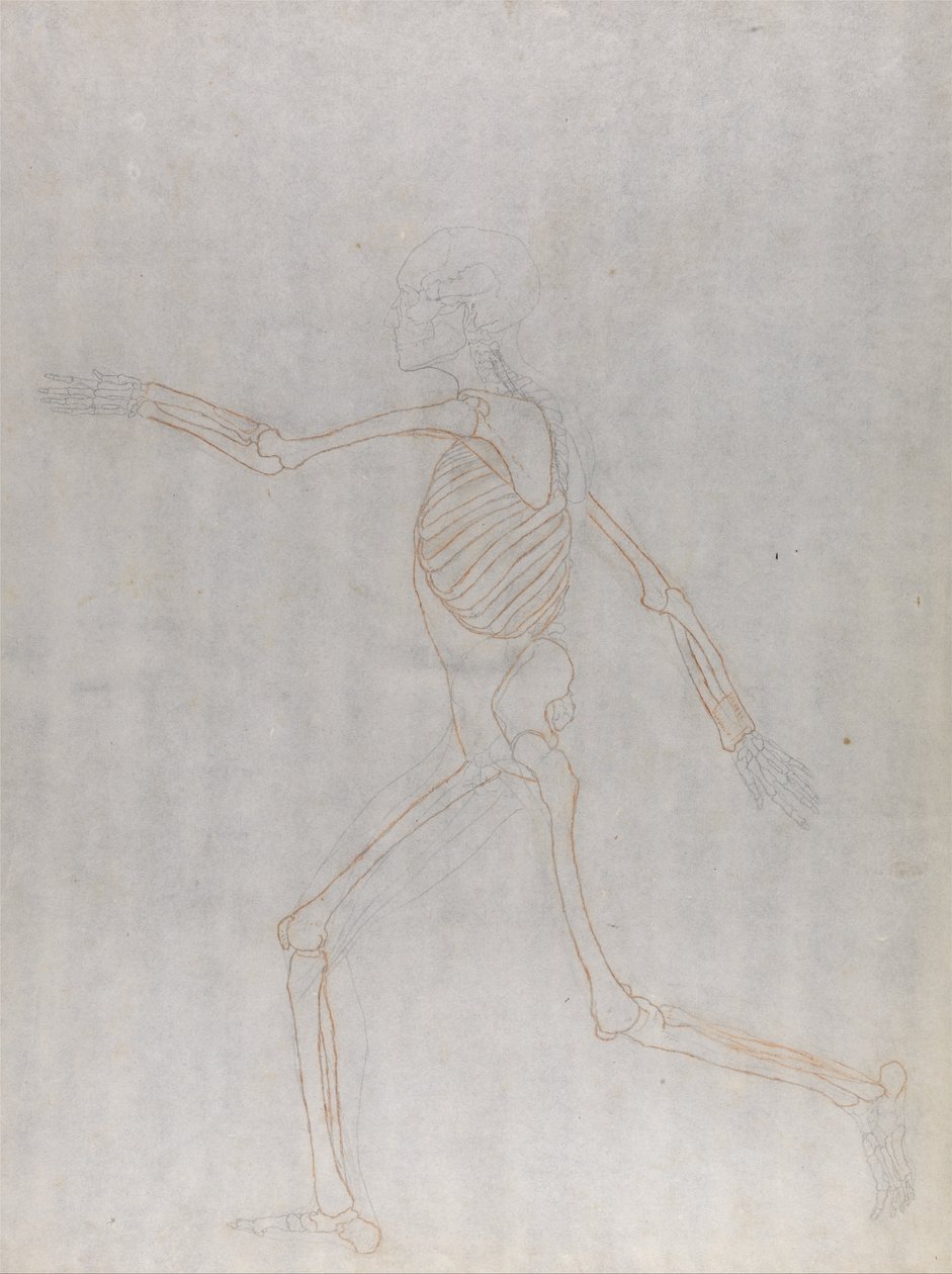 Uma exposição anatómica comparativa da estrutura do corpo humano com a de um tigre e de uma ave comum: Esqueleto Humano, Vista Lateral de George Stubbs