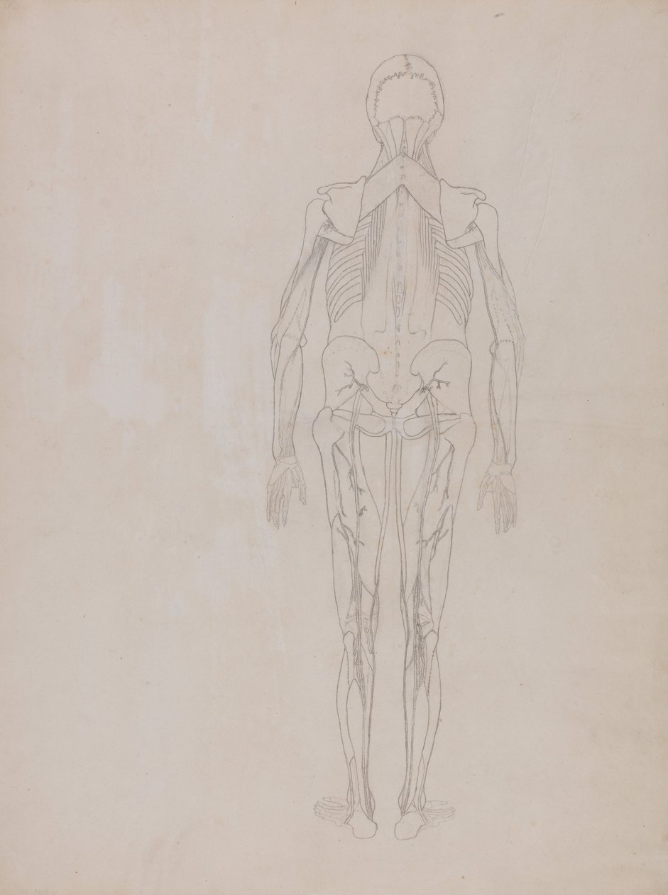 Uma exposição anatómica comparativa da estrutura do corpo humano com a de um tigre e de uma ave comum: Figura Humana, Vista Posterior (Desenho esquemático para a figura-chave de uma placa não publicada) de George Stubbs