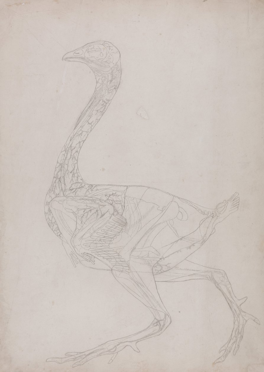 Uma exposição anatómica comparativa da estrutura do corpo humano com a de um tigre e de uma galinha comum:  Corpo de galinha, vista lateral (Desenho esquemático, relacionado com a Tabela XV) de George Stubbs