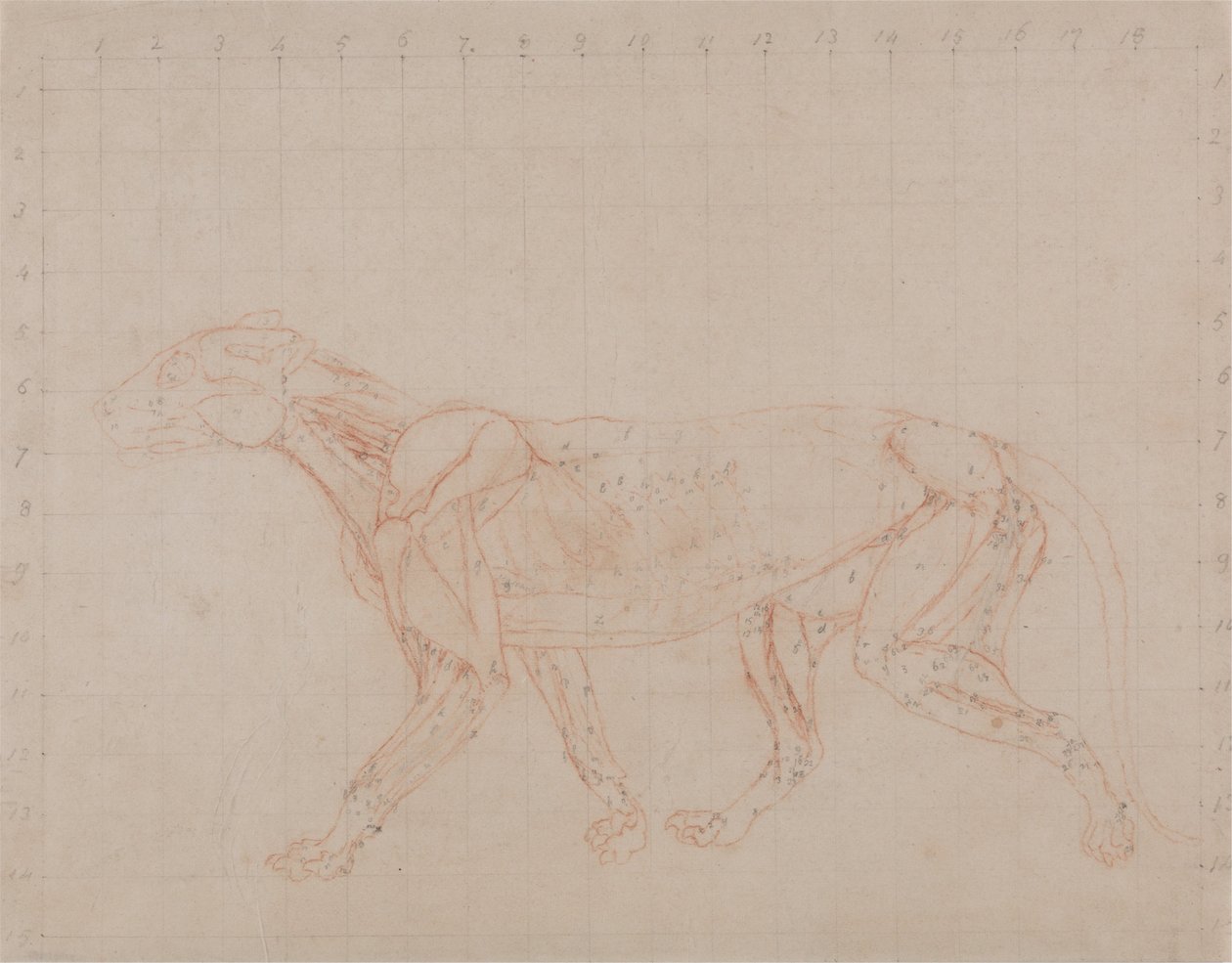Uma exposição anatómica comparativa da estrutura do corpo humano com a de um tigre e de uma ave comum:  Corpo de Tigre, Vista Lateral (Estudo da quarta fase da dissecação mostrando os músculos mais profundos) de George Stubbs