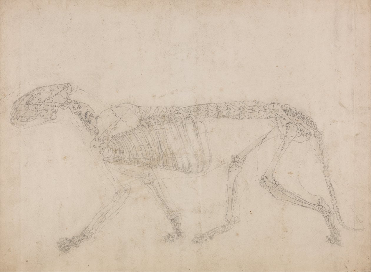 Uma exposição anatómica comparativa da estrutura do corpo humano com a de um tigre e de uma ave comum: Esqueleto de Tigre, Vista Lateral (Provavelmente o estudo mestre do esqueleto) de George Stubbs